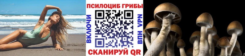 Галлюциногенные грибы Cubensis  цена   Хилок 